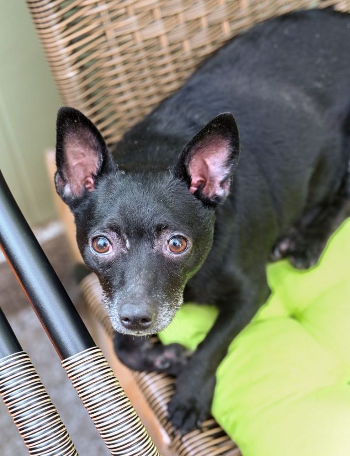 Dog for adoption Warren Batty, a Chihuahua Mix in Chattanooga, TN