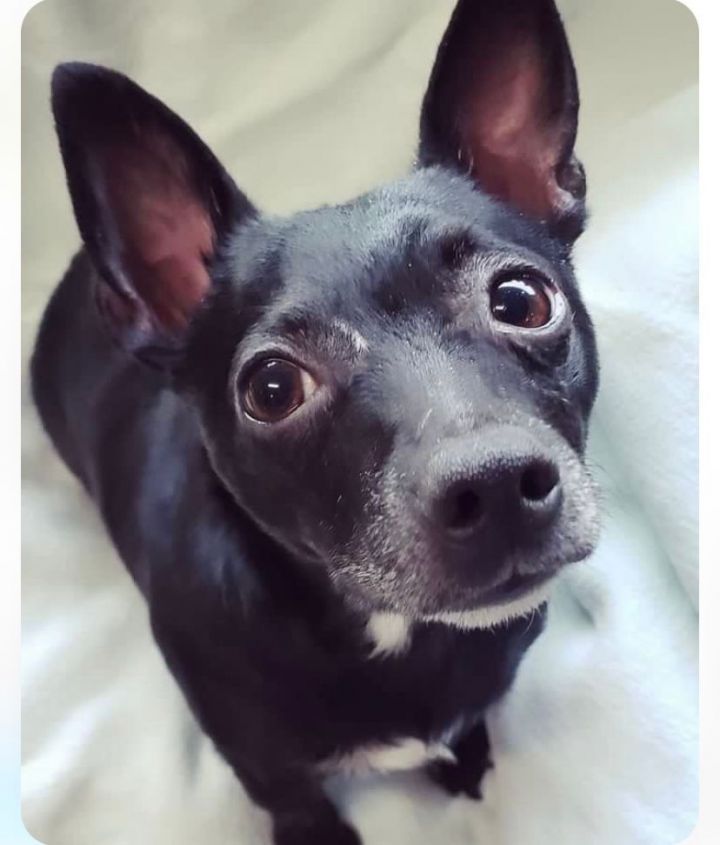 Dog for adoption Warren Batty, a Chihuahua Mix in Chattanooga, TN