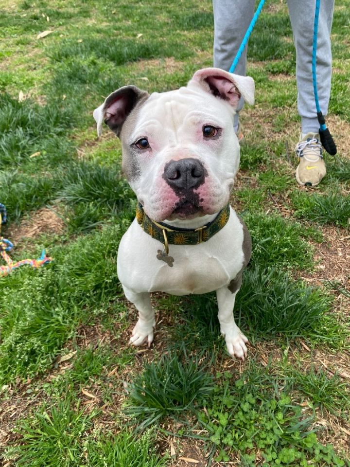 *Adoption Fee Waived* Lady  1