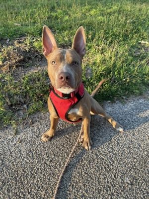 Feldspar - IN FOSTER Mixed Breed Dog