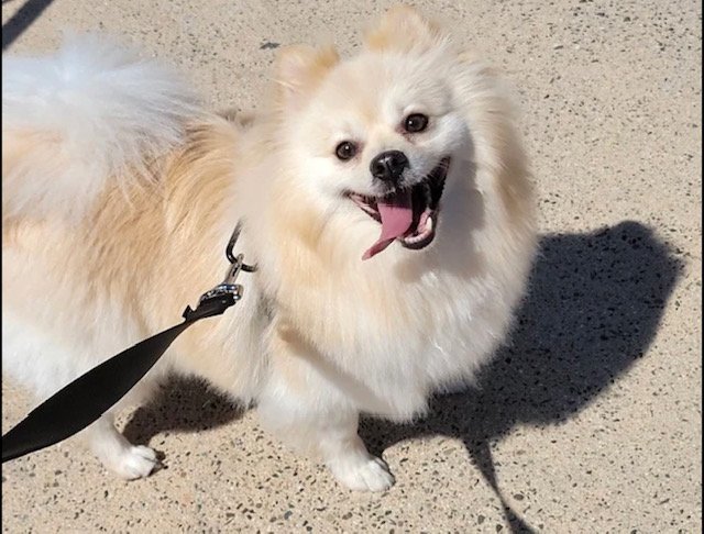 Mojito, an adoptable Pomeranian in Placentia, CA, 92870 | Photo Image 1