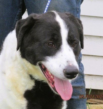 Great pyrenees mixed store with border collie