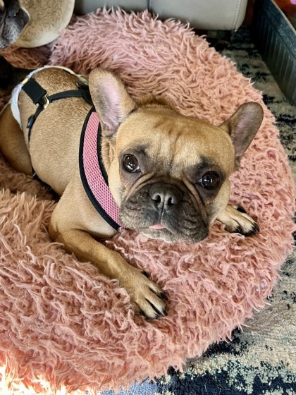 Lily, an adoptable French Bulldog, Mixed Breed in West Allis, WI, 53214 | Photo Image 1