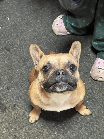 Lily, an adoptable French Bulldog, Mixed Breed in West Allis, WI, 53214 | Photo Image 2