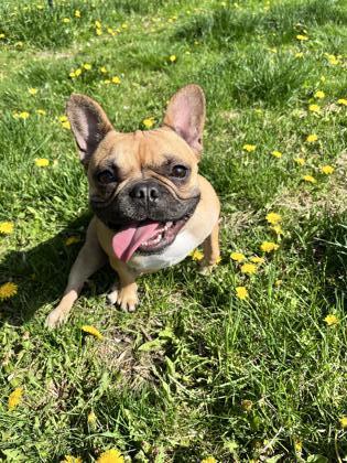 Lily, an adoptable French Bulldog, Mixed Breed in West Allis, WI, 53214 | Photo Image 3