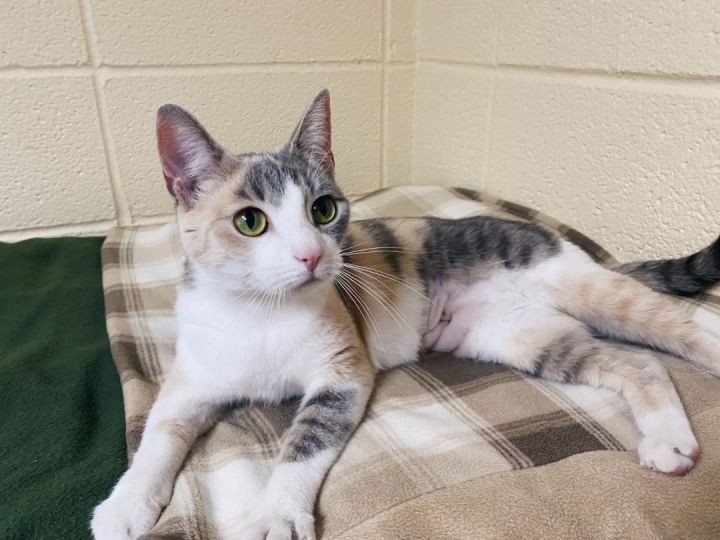 Molly, an adopted Domestic Short Hair & Dilute Calico Mix in Horseheads, NY_image-3