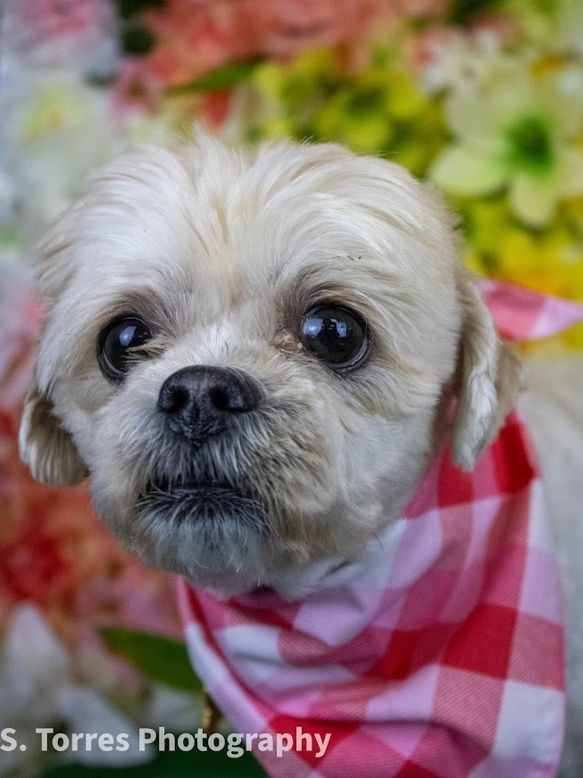 Tinsley, an adoptable Shih Tzu in Clinton Township, MI, 48036 | Photo Image 1