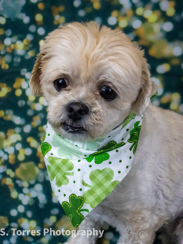 Tinsley, an adoptable Shih Tzu in Clinton Township, MI, 48036 | Photo Image 2