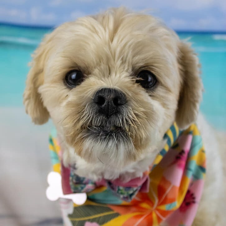 Tinsley, an adoptable Shih Tzu in Clinton Township, MI, 48036 | Photo Image 3