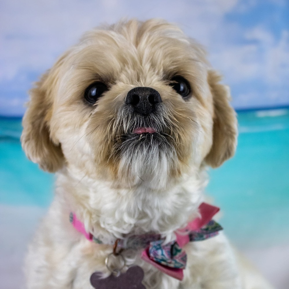 Tinsley, an adoptable Shih Tzu in Clinton Township, MI, 48036 | Photo Image 4