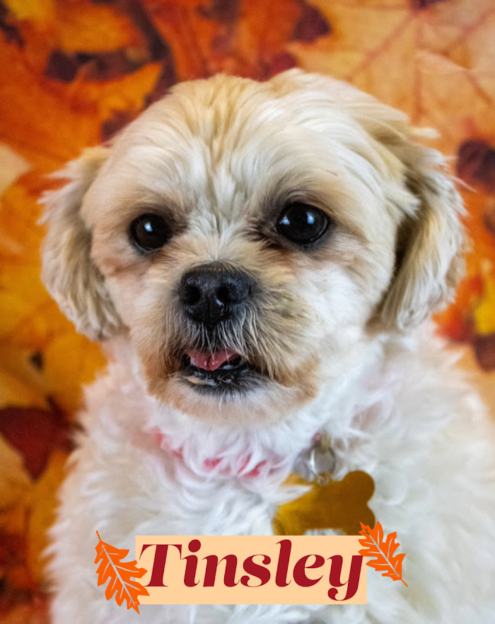 Tinsley, an adoptable Shih Tzu in Clinton Township, MI, 48036 | Photo Image 5