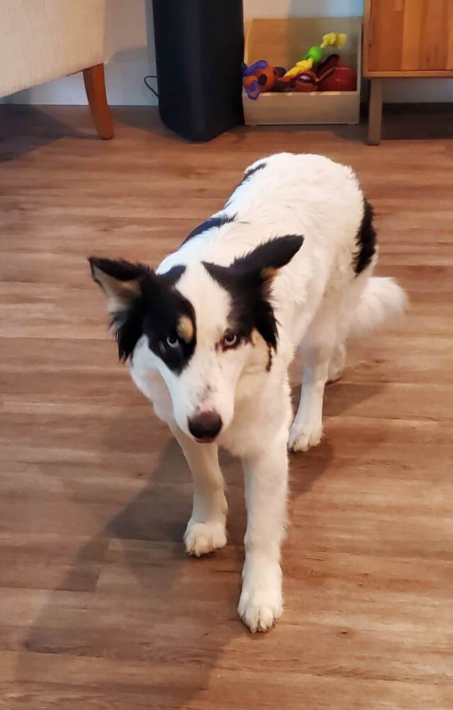 Border collie and siberian best sale husky mix