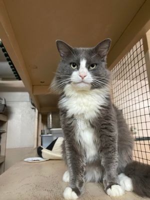 Meet Tank the dashing 4-year-old fluffy gray and white cat with an irresistibl