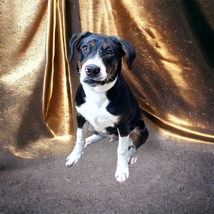 Baxter