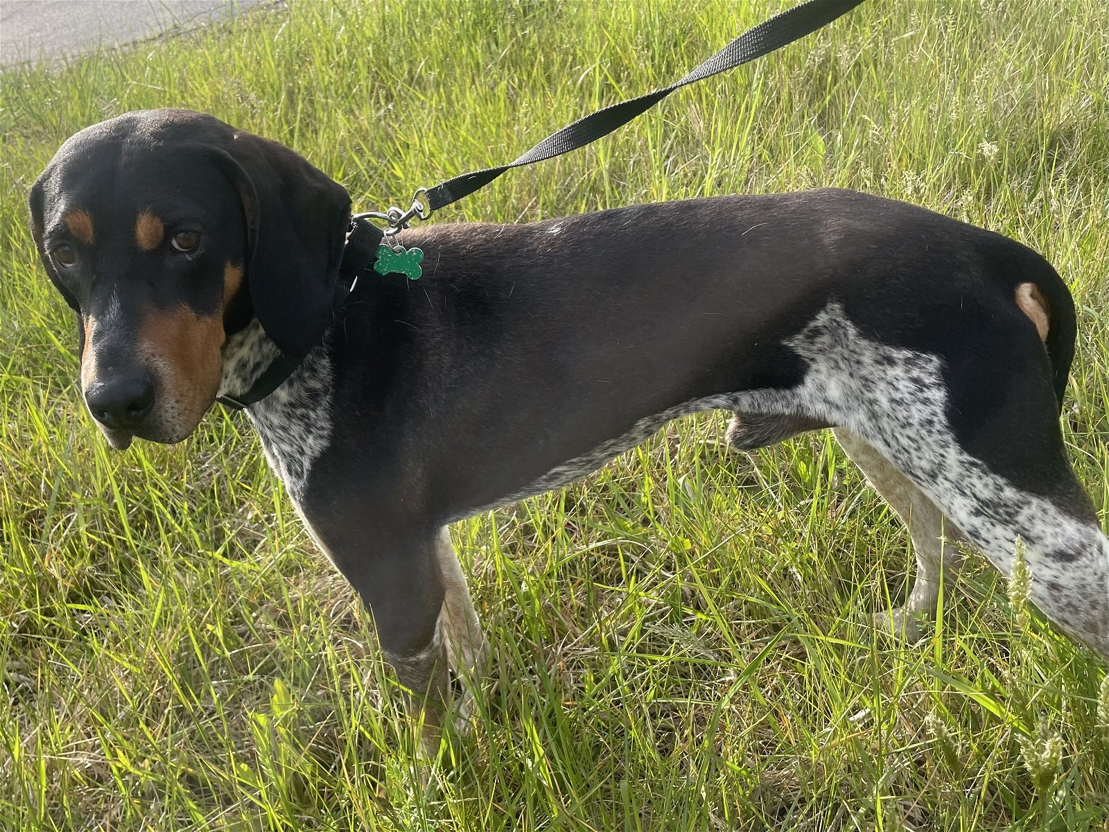 Jackson, an adoptable Bluetick Coonhound in Covington, VA, 24426 | Photo Image 1