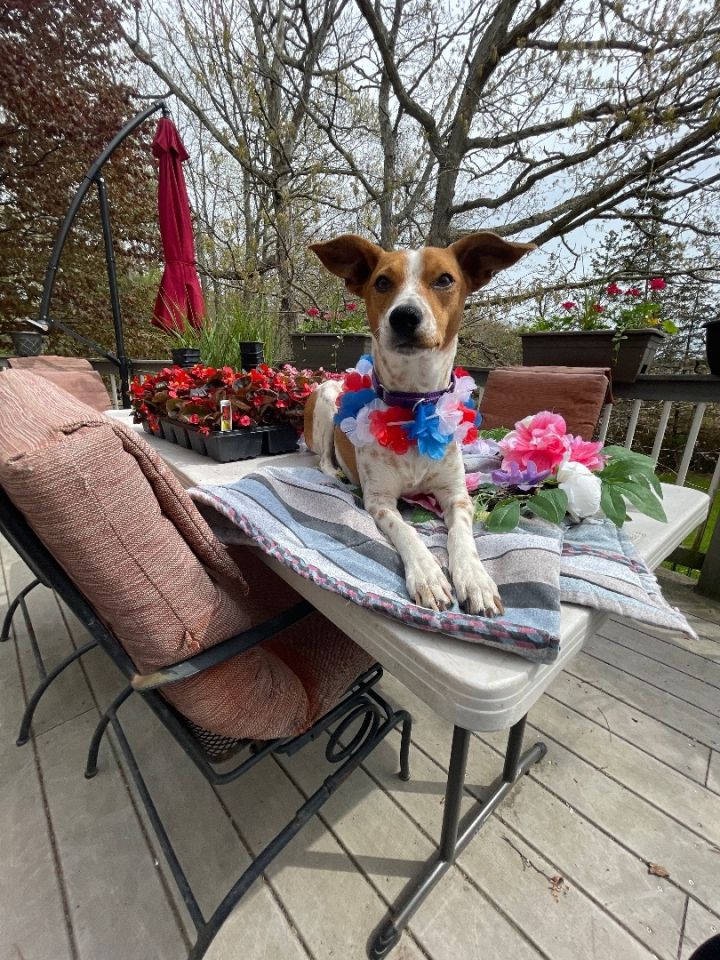 Mary Kate 24lbs- needs calm patient home, an adoptable Australian Cattle Dog / Blue Heeler & Fox Terrier Mix in White Lake, MI_image-1