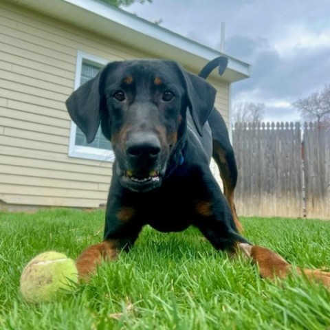 7762 Rupert, an adoptable Doberman Pinscher in Sandown, NH, 03873 | Photo Image 1