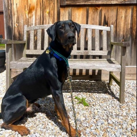 7762 Rupert, an adoptable Doberman Pinscher in Sandown, NH, 03873 | Photo Image 2