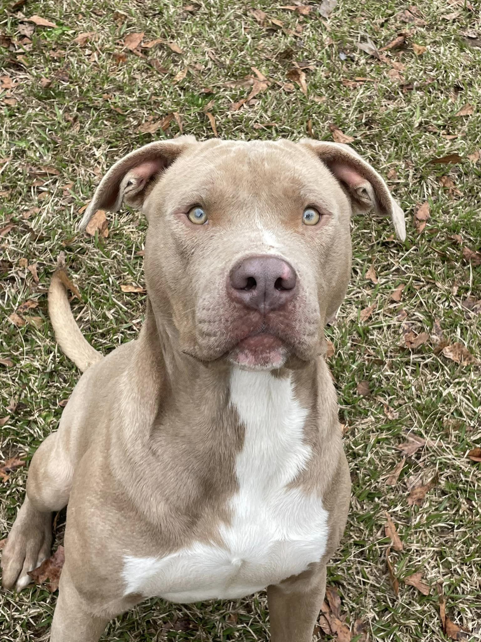 Theo, an adoptable Pit Bull Terrier in Demopolis, AL, 36732 | Photo Image 1