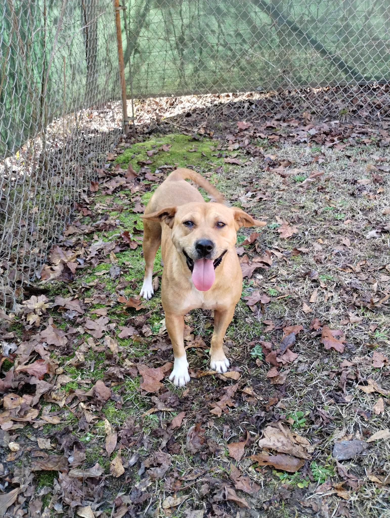 Martha E, an adoptable Mixed Breed in Demopolis, AL, 36732 | Photo Image 1