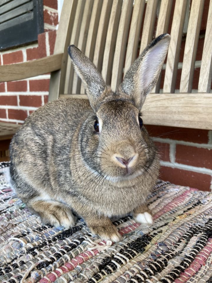 Arlo bunny cheap