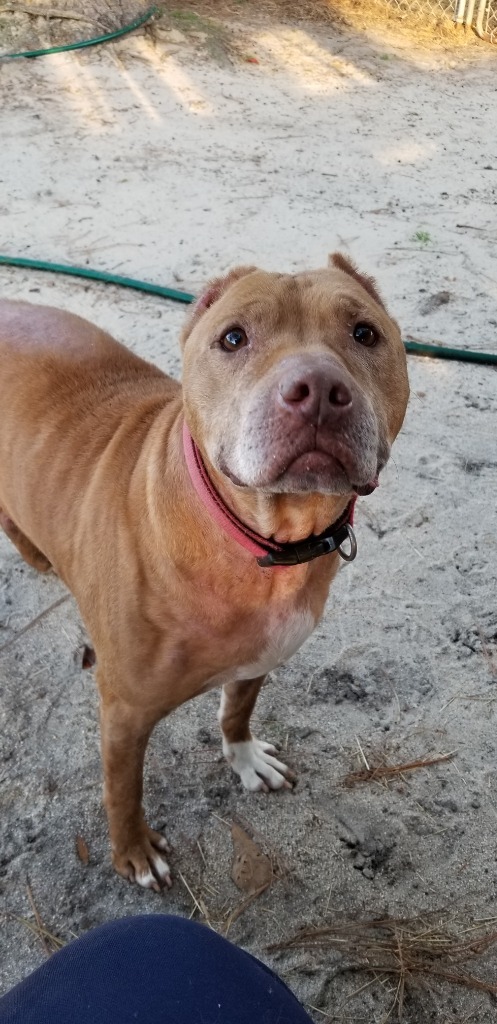 Jesse, an adoptable Pit Bull Terrier in Darlington, SC, 29532 | Photo Image 2