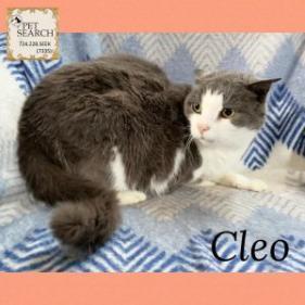 Cleo detail page