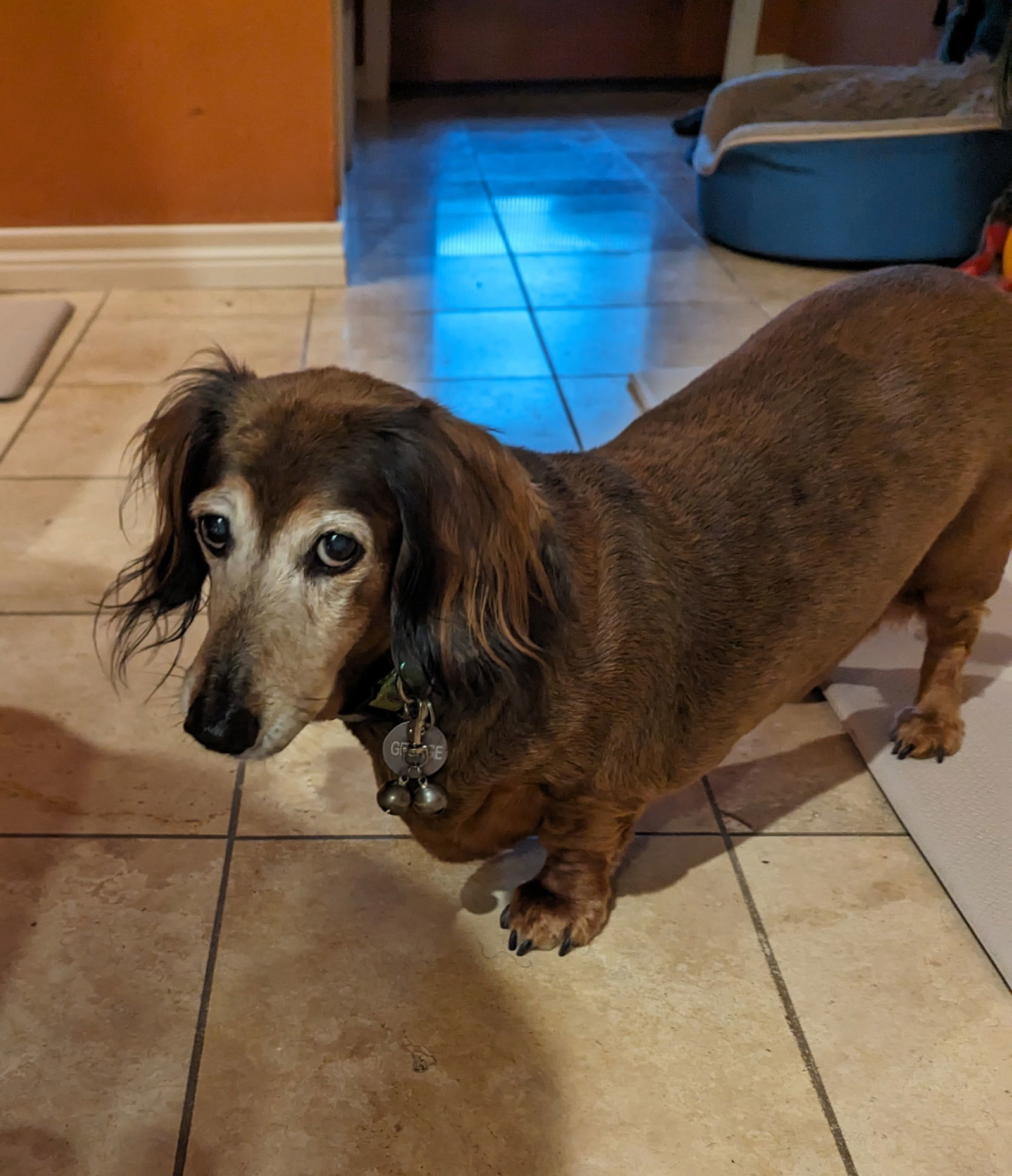 Dachshund best sale rescue austin