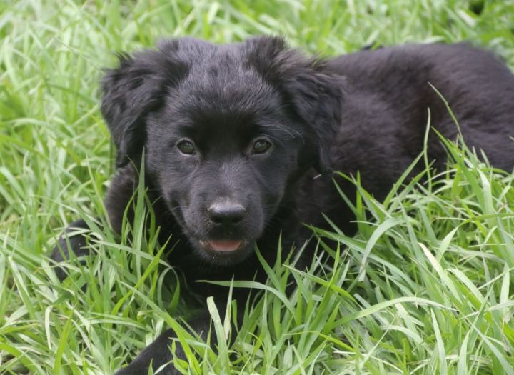 solid black border collie puppy