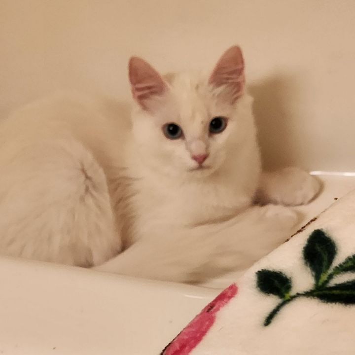 Cat for adoption - Polar Frost and Coco Chanel, a Maine Coon & Turkish  Angora Mix in Magnolia, TX