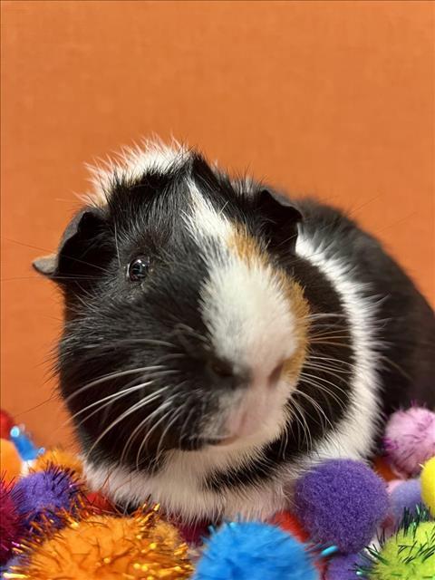ROCKY ROAD, an adoptable Guinea Pig in San Francisco, CA_image-1
