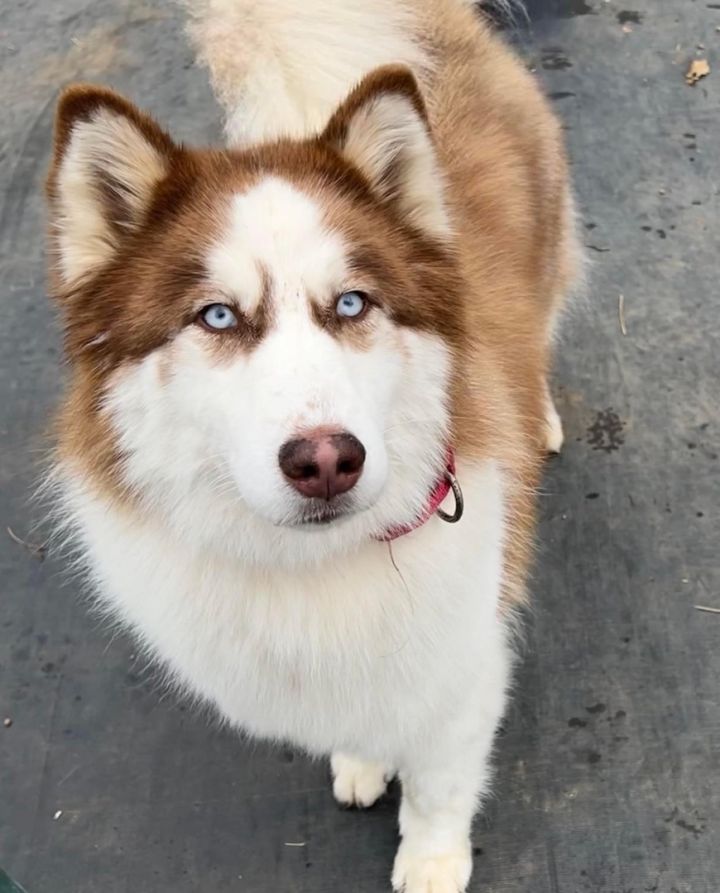 Stella , an adopted Siberian Husky in Portland, OR_image-2