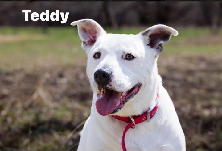 Teddy, an adoptable Terrier Mix in Weatherford, TX_image-1