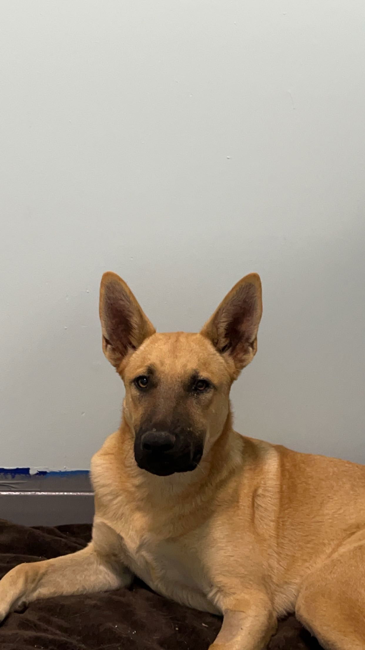 BRUNO, an adoptable Shepherd in Chico, CA, 95973 | Photo Image 1