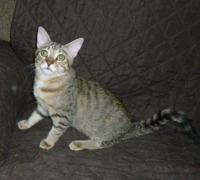 Freya