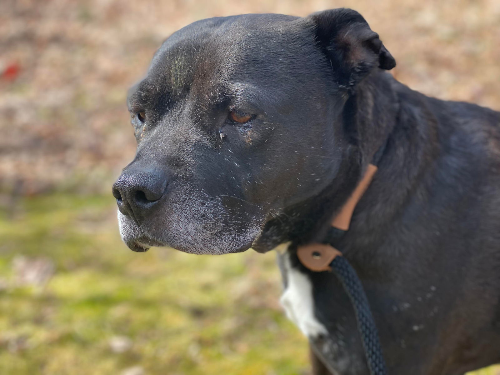 Wilson, an adoptable Terrier in Lewistown, PA, 17044 | Photo Image 2