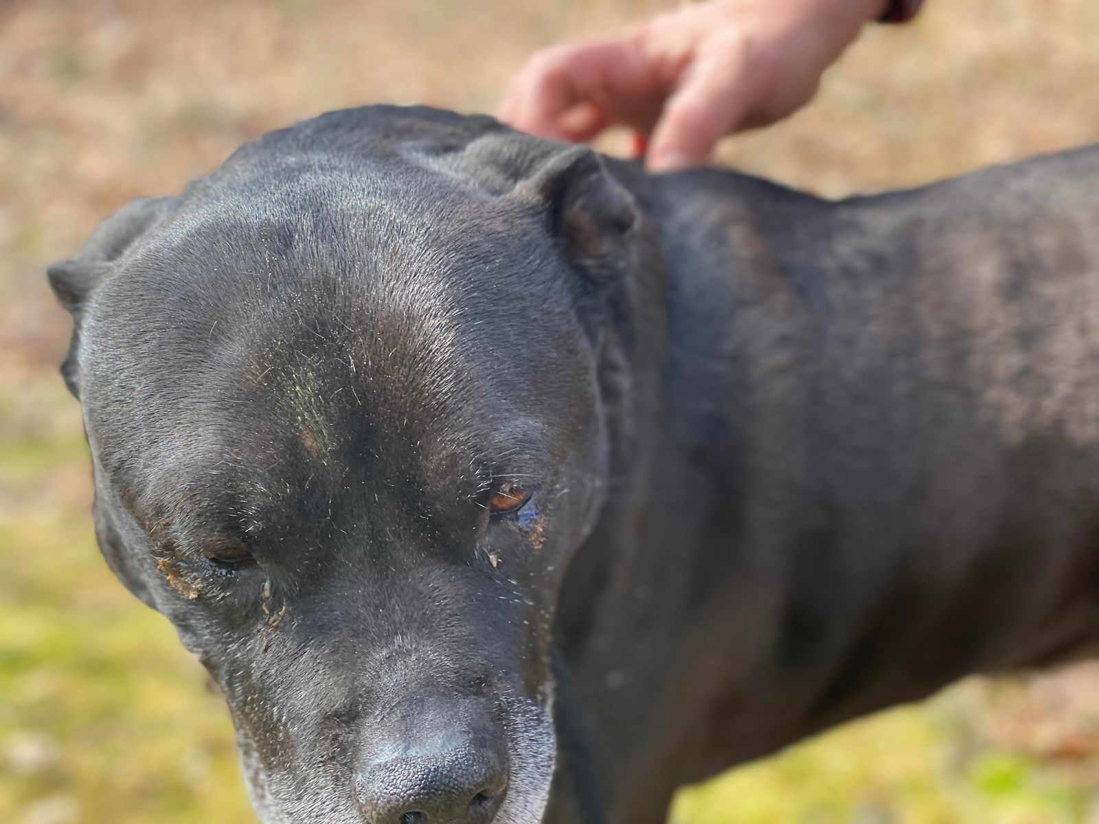 Wilson, an adoptable Terrier in Lewistown, PA, 17044 | Photo Image 3