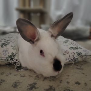 Calamity Jane, Adult Female unknown