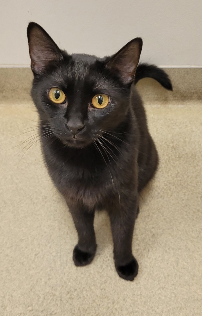 Steven, an adoptable Domestic Short Hair in Richland Hills, TX, 76180 | Photo Image 1