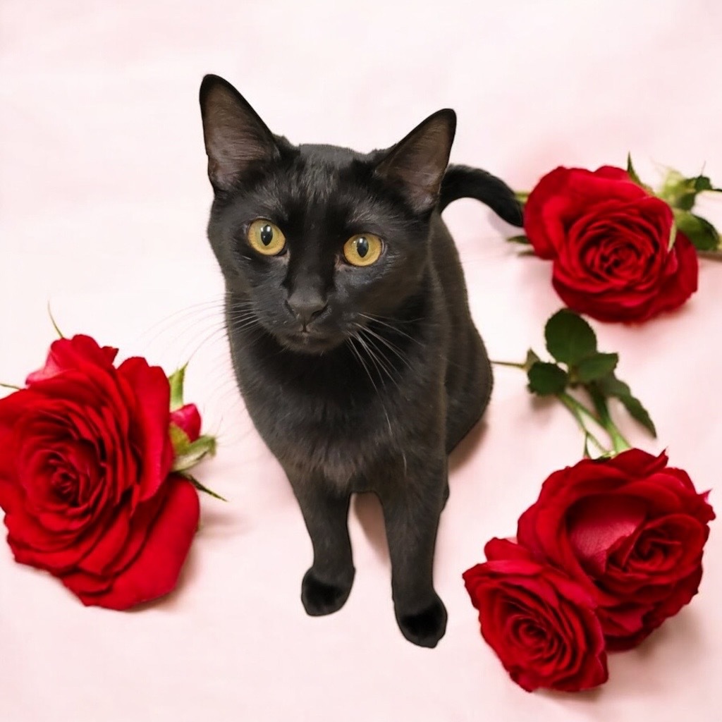 Steven, an adoptable Domestic Short Hair in Richland Hills, TX, 76180 | Photo Image 1