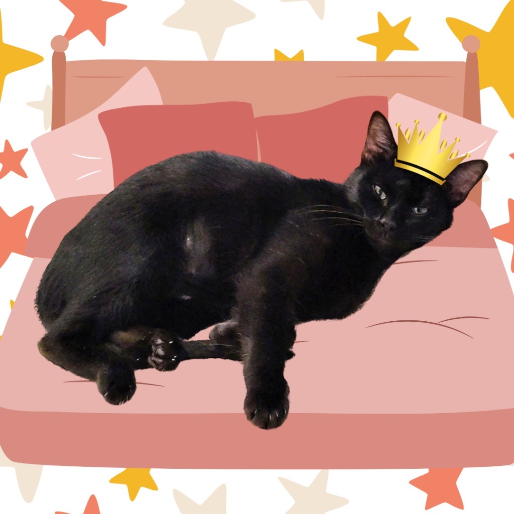 Mavis, an adoptable Domestic Short Hair in Richland Hills, TX, 76180 | Photo Image 1