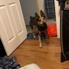 Rex -Seeking outdoor adventure!