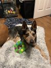 Rex -Seeking outdoor adventure!