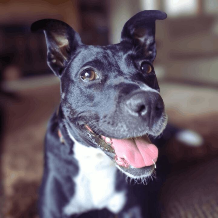 Millie, an adoptable Labrador Retriever & Pit Bull Terrier Mix in Minneapolis, MN_image-1