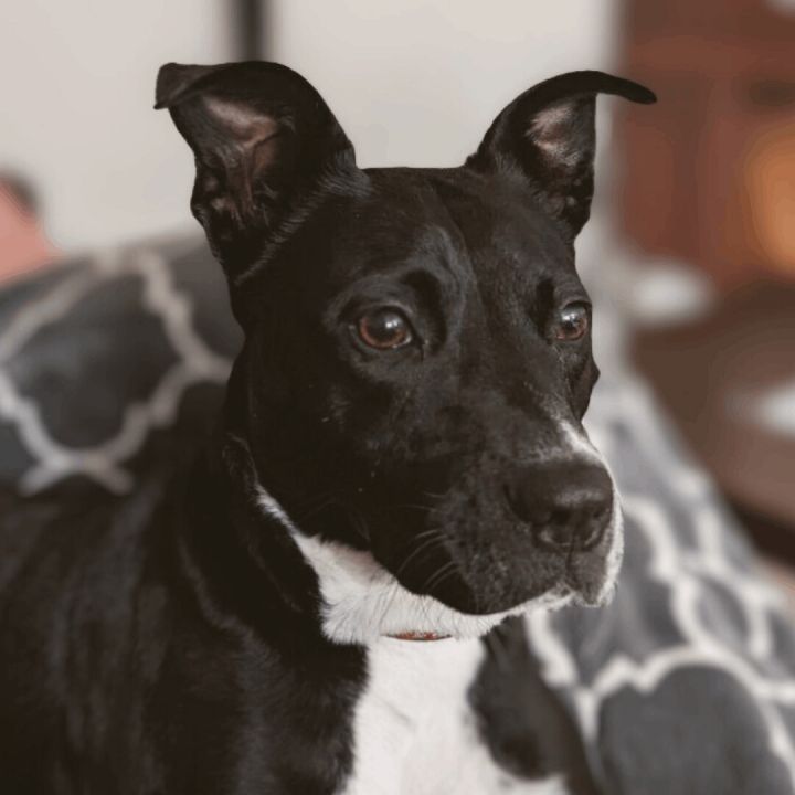 Millie, an adoptable Labrador Retriever & Pit Bull Terrier Mix in Minneapolis, MN_image-5