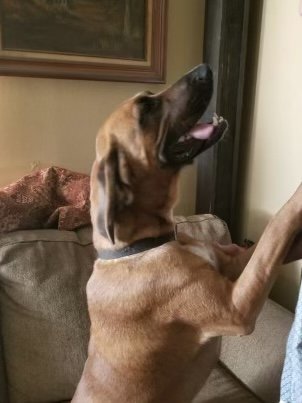 Duke (Clampett), an adoptable Bloodhound in Slidell, LA, 70469 | Photo Image 2