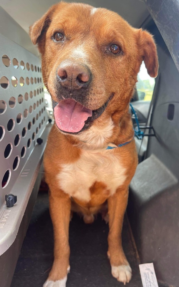 Copper, an adoptable Labrador Retriever in Troy, AL_image-1