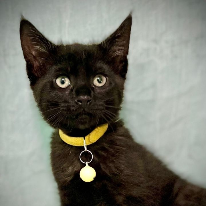Lyle, an adopted Domestic Short Hair Mix in Mount Juliet, TN_image-3