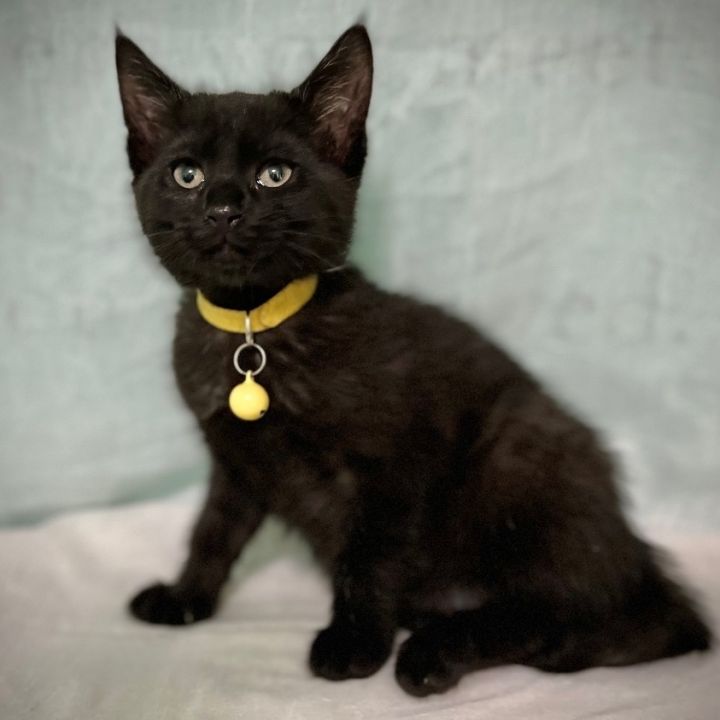 Lyle, an adopted Domestic Short Hair Mix in Mount Juliet, TN_image-1