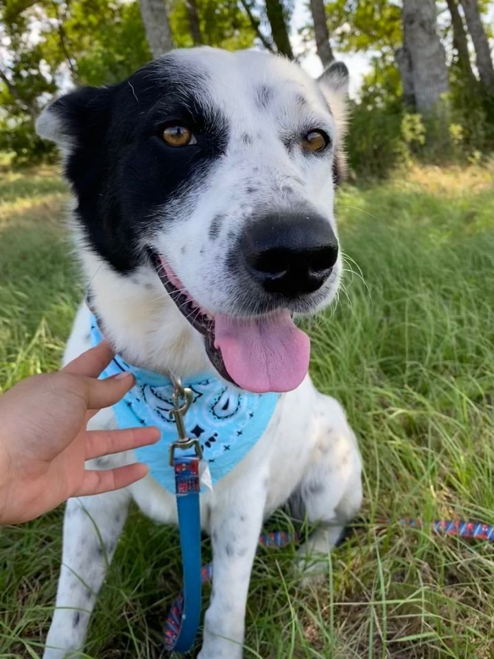 Domino, an adoptable Border Collie & Australian Cattle Dog / Blue Heeler Mix in Sealy, TX_image-2